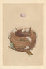 BRITISH BIRD EGGS & NESTS. Willow Warbler. MORRIS 1866 old antique print