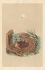 BRITISH BIRD EGGS & NESTS. Melodious Willow Warbler. MORRIS 1866 old print