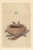 BRITISH BIRD EGGS & NESTS. Chiff Chaff. MORRIS 1866 old antique print picture