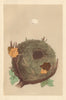 BRITISH BIRD EGGS & NESTS. Dartford Warbler. MORRIS 1866 old antique print