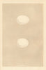 BRITISH BIRD EGGS. Firecrest. MORRIS 1866 old antique vintage print picture