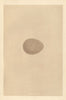 BRITISH BIRD EGGS. Passenger Pigeon. MORRIS 1866 old antique print picture