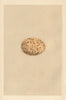 BRITISH BIRD EGGS. Pheasant. MORRIS 1866 old antique vintage print picture
