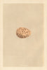BRITISH BIRD EGGS. Capercaillie. MORRIS 1866 old antique vintage print picture
