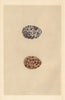BRITISH BIRD EGGS. Red Grouse. MORRIS 1866 old antique vintage print picture