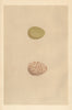 BRITISH BIRD EGGS. Ptarmigan. MORRIS 1866 old antique vintage print picture