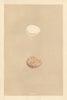 BRITISH BIRD EGGS. Partridge. Red-legged Partridge. MORRIS 1866 old print