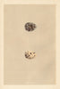 BRITISH BIRD EGGS. Virginian Partridge. Barbary Partridge. MORRIS 1866 print