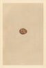 BRITISH BIRD EGGS. Quail. MORRIS 1866 old antique vintage print picture