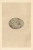 BRITISH BIRD EGGS. Andalusian Quail. MORRIS 1866 old antique print picture