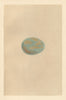 BRITISH BIRD EGGS. Great Bustard. MORRIS 1866 old antique print picture