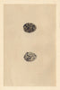 BRITISH BIRD EGGS. Little Bustard. MORRIS 1866 old antique print picture