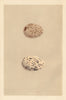 BRITISH BIRD EGGS. Pratincole. MORRIS 1866 old antique vintage print picture