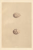 BRITISH BIRD EGGS. Dotterel. MORRIS 1866 old antique vintage print picture