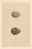 BRITISH BIRD EGGS. Grey Plover. MORRIS 1866 old antique vintage print picture