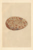 BRITISH BIRD EGGS. Oyster Catcher. MORRIS 1866 old antique print picture