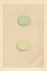 BRITISH BIRD EGGS. Little Egret. Great White Heron. MORRIS 1866 old print