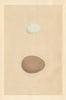 BRITISH BIRD EGGS. Buff-Backed Heron. Night Heron. MORRIS 1866 old print