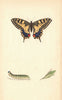 BRITISH BUTTERFLIES. Swallow-Tail. MORRIS 1865 old antique print picture