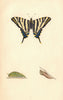 BRITISH BUTTERFLIES. Scarce Swallow-Tail. MORRIS 1865 old antique print