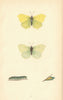 BRITISH BUTTERFLIES. Brimstone. MORRIS 1865 old antique vintage print picture