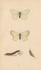 BRITISH BUTTERFLIES. Black Veined. MORRIS 1865 old antique print picture