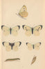 BRITISH BUTTERFLIES. Large White. MORRIS 1865 old antique print picture
