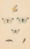 BRITISH BUTTERFLIES. Small White. MORRIS 1865 old antique print picture
