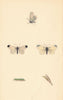 BRITISH BUTTERFLIES. Wood White. MORRIS 1865 old antique vintage print picture