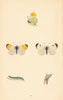 BRITISH BUTTERFLIES. Orange Tipped. MORRIS 1865 old antique print picture