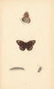 BRITISH BUTTERFLIES. Wood Argus. MORRIS 1865 old antique vintage print picture