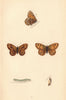 BRITISH BUTTERFLIES. Gate-Keeper. MORRIS 1865 old antique print picture