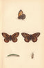 BRITISH BUTTERFLIES. Rock-eyed Underwing. MORRIS 1865 old antique print