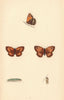 BRITISH BUTTERFLIES. Small Meadow Brown. MORRIS 1865 old antique print picture