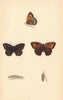 BRITISH BUTTERFLIES. Large Meadow Brown. MORRIS 1865 old antique print picture