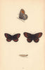 BRITISH BUTTERFLIES. Arran Argus. MORRIS 1865 old antique print picture