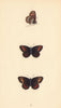BRITISH BUTTERFLIES. Scotch Argus. MORRIS 1865 old antique print picture