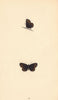 BRITISH BUTTERFLIES. Small Ringlet. MORRIS 1865 old antique print picture