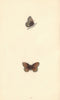 BRITISH BUTTERFLIES. Silver-bordered Ringlet. MORRIS 1865 old antique print