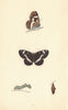 BRITISH BUTTERFLIES. White Admiral. MORRIS 1865 old antique print picture