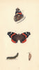 BRITISH BUTTERFLIES. Red Admiral. MORRIS 1865 old antique print picture
