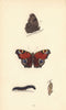 BRITISH BUTTERFLIES. Peacock. MORRIS 1865 old antique vintage print picture