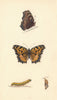 BRITISH BUTTERFLIES. Large Tortoise-shell. MORRIS 1865 old antique print