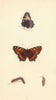BRITISH BUTTERFLIES. Small Tortoise-shell. MORRIS 1865 old antique print