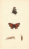 BRITISH BUTTERFLIES. Comma. MORRIS 1865 old antique vintage print picture