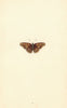 BRITISH BUTTERFLIES. Albin's Hampstead Eye. MORRIS 1865 old antique print