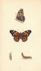 BRITISH BUTTERFLIES. Painted Lady. MORRIS 1865 old antique print picture