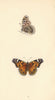 BRITISH BUTTERFLIES. Scarce Painted Lady. MORRIS 1865 old antique print