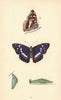 BRITISH BUTTERFLIES. Purple Emperor. MORRIS 1865 old antique print picture
