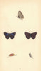 BRITISH BUTTERFLIES. Purple Hairstreak .. MORRIS 1865 old antique print